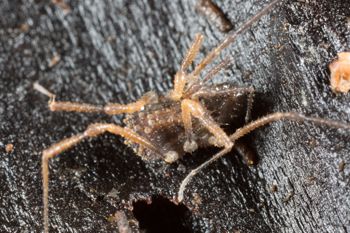 Media type: image; Invertebrate Zoology 138097